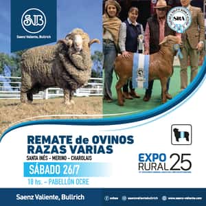 Ovinos Razas Varias