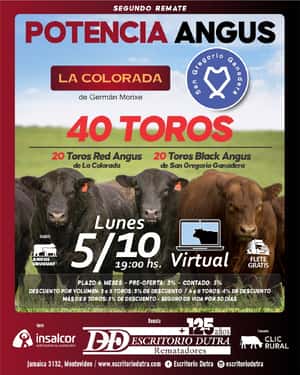 Potencia Angus - La Colorada y San Gregorio