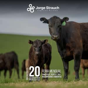Feria Mensual - Jorge Strauch