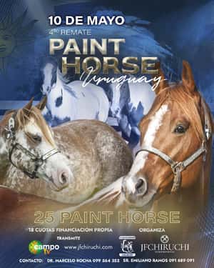 Paint Horse 