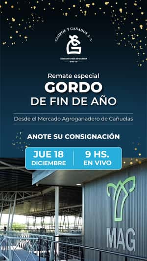 REMATE ESPECIAL DE GORDO DE FIN DE AÑO DESDE EL MERCADO AGROGANADERO