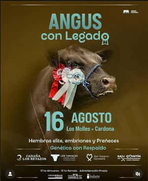 Imagen Angus Con Legado