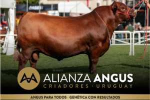 Alianza Angus