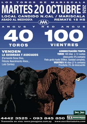 Toros en Mariscala