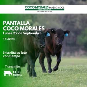 Imagen Pantalla Coco Morales
