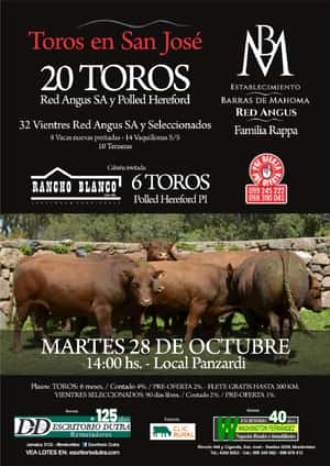 Toros en San José