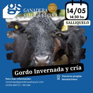 Remate Feria Ganadera Salliqueló S.A. Gordo, Invernada y Cría en Salliqueló