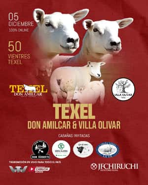 Texel Don Amilcar y Villa Olivar
