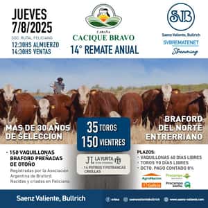 Cacique Bravo