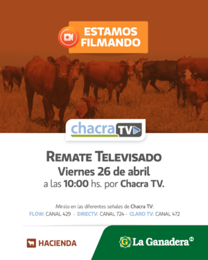 REMATE TELEVISADO N°62 POR CHACRA TV
