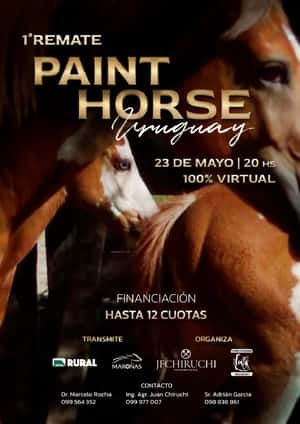 1° Remate Paint Horse
