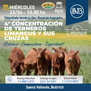 4° Concentracion Terneros Limangus