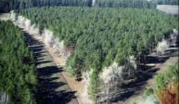 La sorpresa y el desánimo de los productores forestales ante proyecto de ley que busca regular al sector
