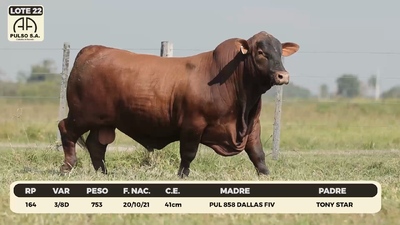 Lote LOTE 22