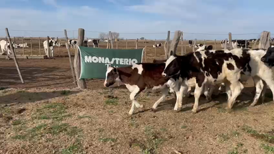 Lote 30 Terneros Holando En MACACHIN