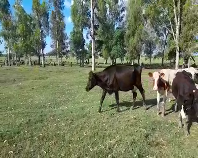 Lote (Vendido)21 Vacas de Invernada AA/ HE 390kg -  en SAN JAVIER