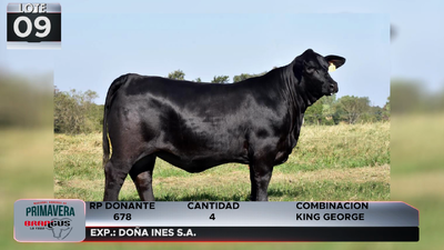 Lote LOTE 9