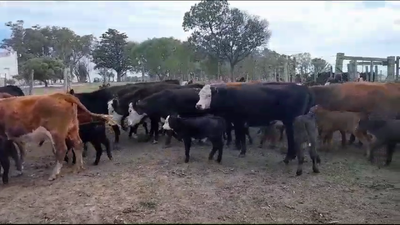 Lote 62 Piezas de cría en San Gregorio
