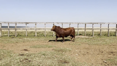 Lote TOROS BRANGUS, Cabaña "PIRIZAL"