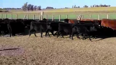 Lote TERNEROS