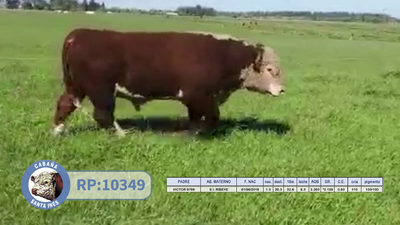 Lote TOROS POLLED HEREFORD