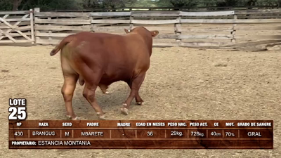 Lote Toros BRANGUS 728kg -  en Loma Plata