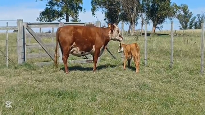Lote PIEZAS DE CRIA