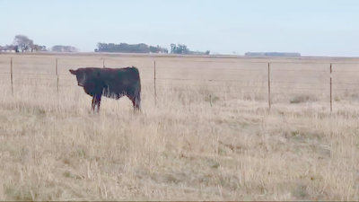 Lote 14 Novillitos y vaquillonas EN LAPRIDA