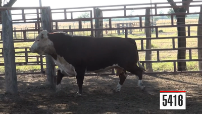 Lote Hereford