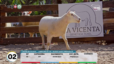 Lote LOTE 2