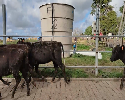 Lote 5 Mixto 4 AA X HO,  1 HE X HO 228kg - , Colonia