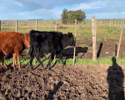 Lote (Vendido)6 Mixto 2 AA,  1 RA X HO,  Y 3 AA X HO 210kg - , Soriano