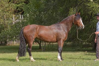 Lote Yubely Arisca