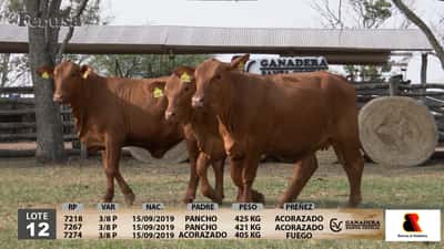 Lote Ganadera Santa Cecilia - Lote 12