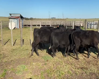 Lote 43 Vacas preñadas