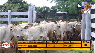 Lote LOTE 131