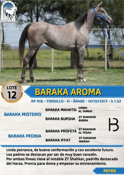 Lote BARAKA AROMA
