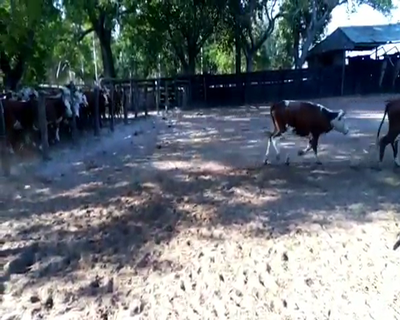 Lote 115 Vaquillonas P/ entorar en San Roque, Corrientes