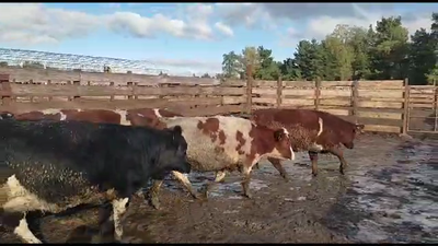 Lote 20 Vaquilla Gorda en Los Ángeles, VIII Región Biobío