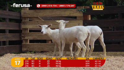Lote Lote 17