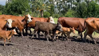 Lote 25 Vacas nuevas C/ cria en Entre Ríos, San José