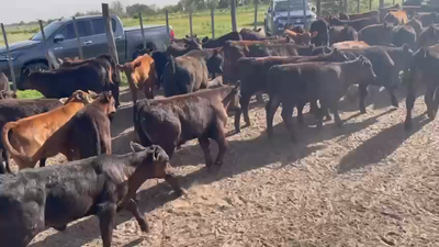 Lote 65 Terneras A TÉRMINO en Pehuajo