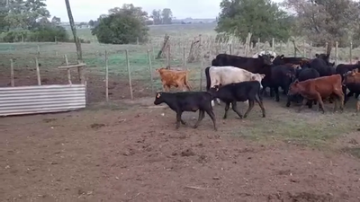 Lote TERNEROS