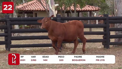 Lote LOTE 22