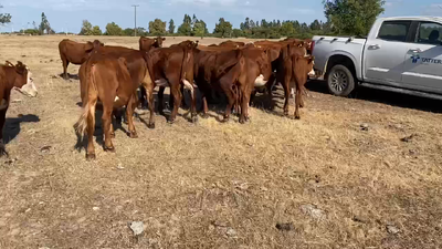 Lote 50 Vaquilla Engorda en Litueche, VI Región O'Higgins