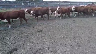 Lote 55 Novillitos en Entre Ríos, Villaguay