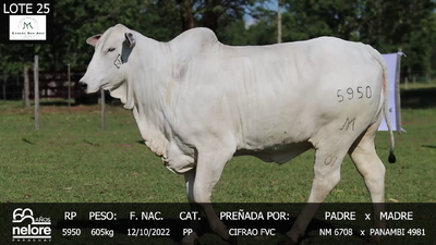 Lote LOTE 25
