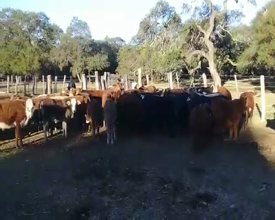 Lote Terneros/as en Esquina, Corrientes