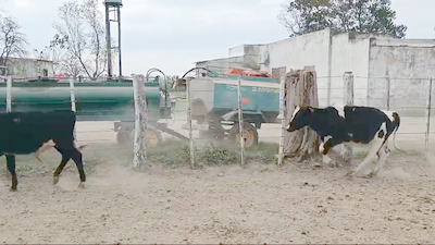 Lote 14 Terneros