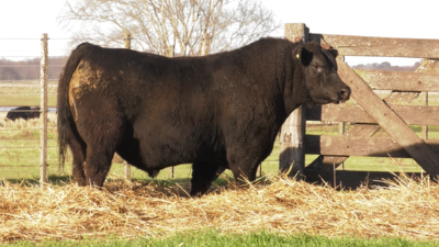 Lote TOROS PUROS POR CRUZA